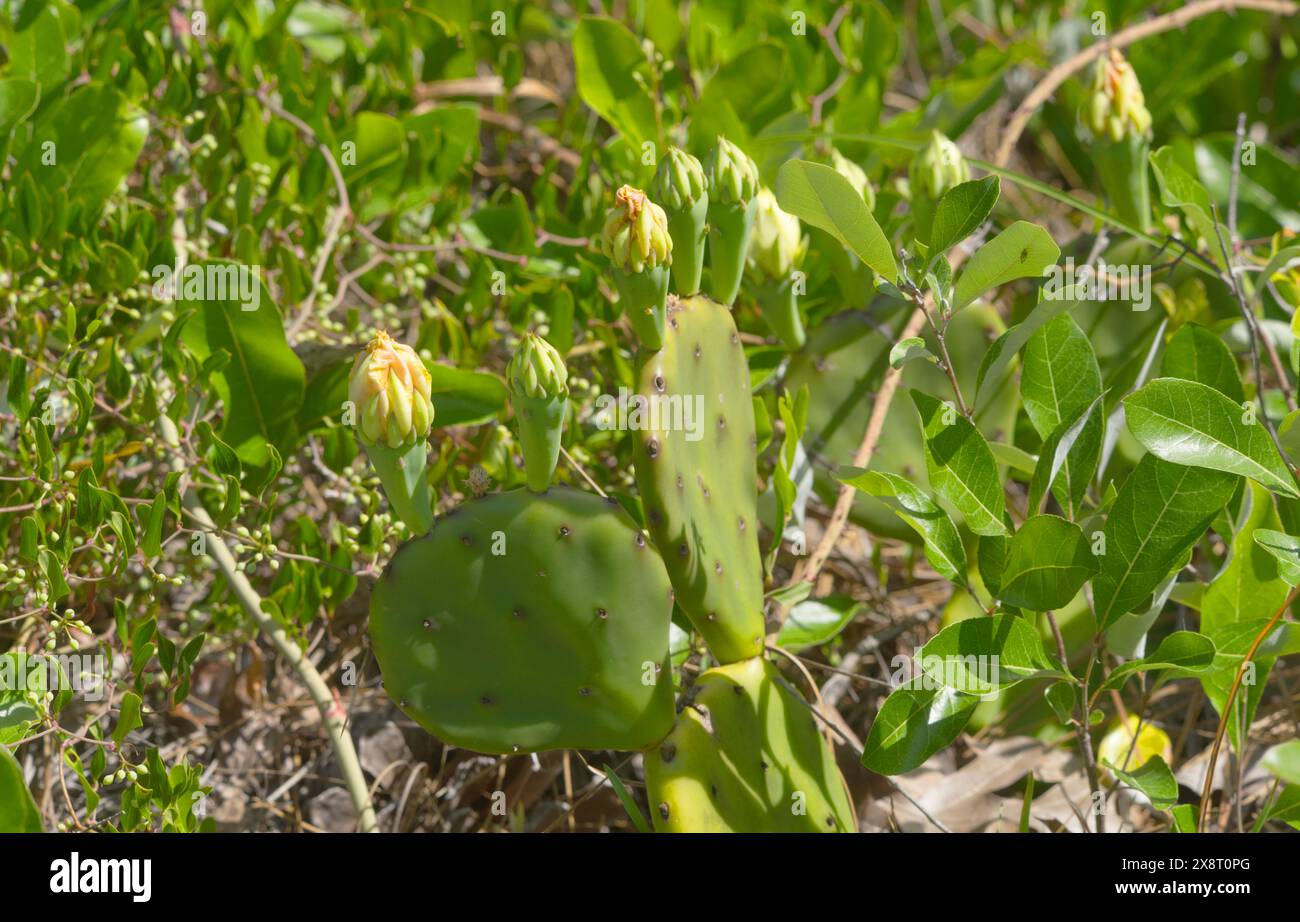 Cactus di fichi d'India - Opuntia humifusa, Saw greenbrier o briar verde - Smilax bona nox, mela Gopher - Geobalanus oblongifolius noto anche come Licania Foto Stock