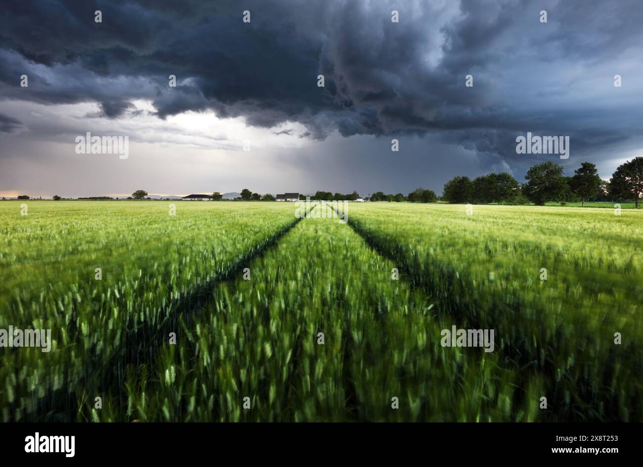 Tempesta - nuvole di tempesta minacciose al di sopra del verde campo di grano. Condizioni meteorologiche avverse. Cambiamento climatico. La forza della natura della carta da parati. Dis Foto Stock