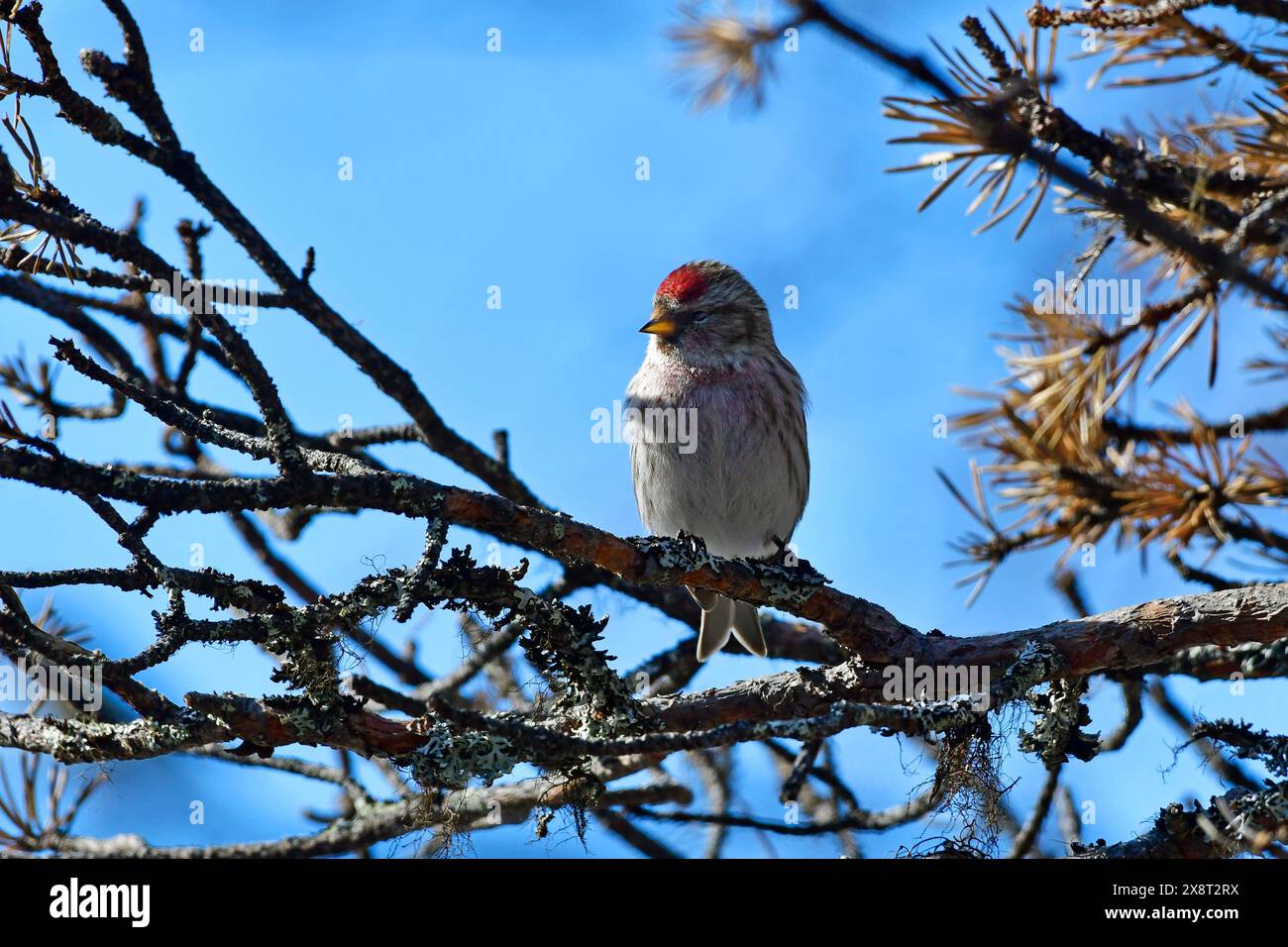 Finlandia, Kaamanen, Carduelis hornemanni, Redpoll artico Foto Stock