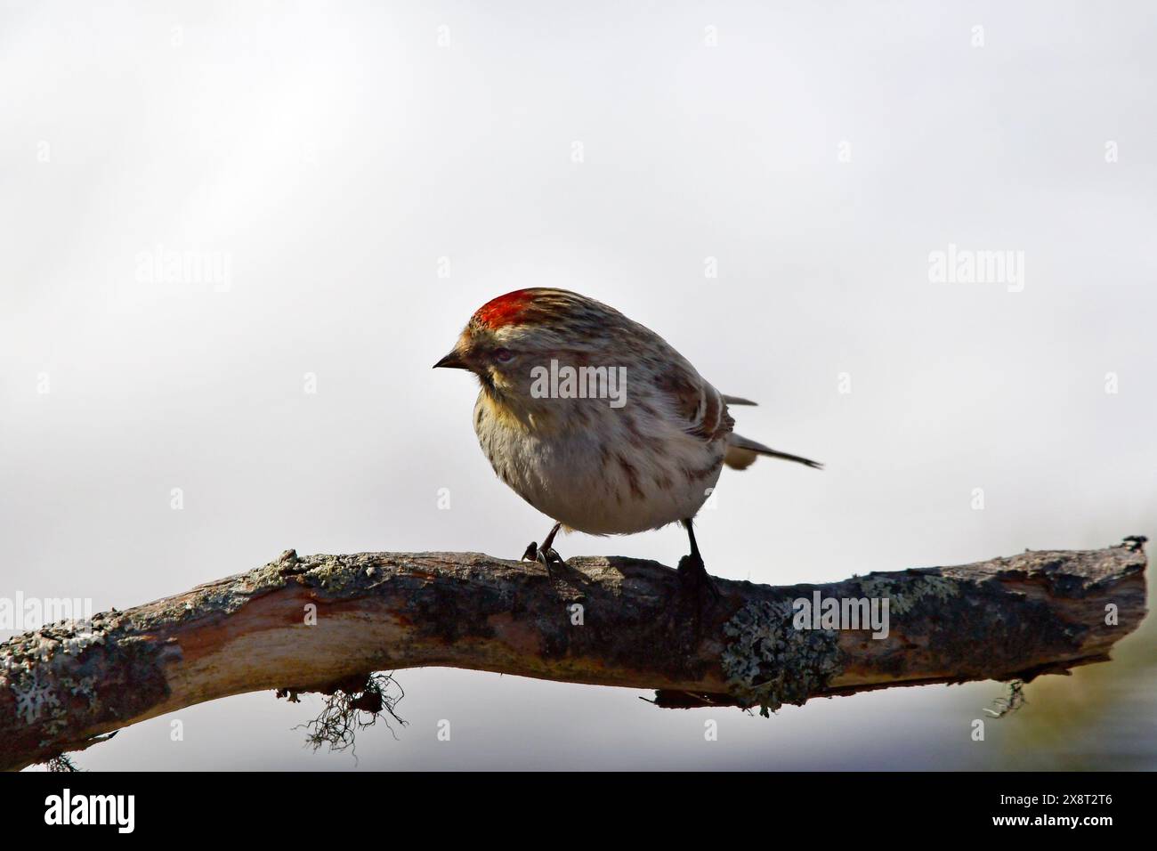 Finlandia, Kaamanen, Carduelis hornemanni, Redpoll artico Foto Stock