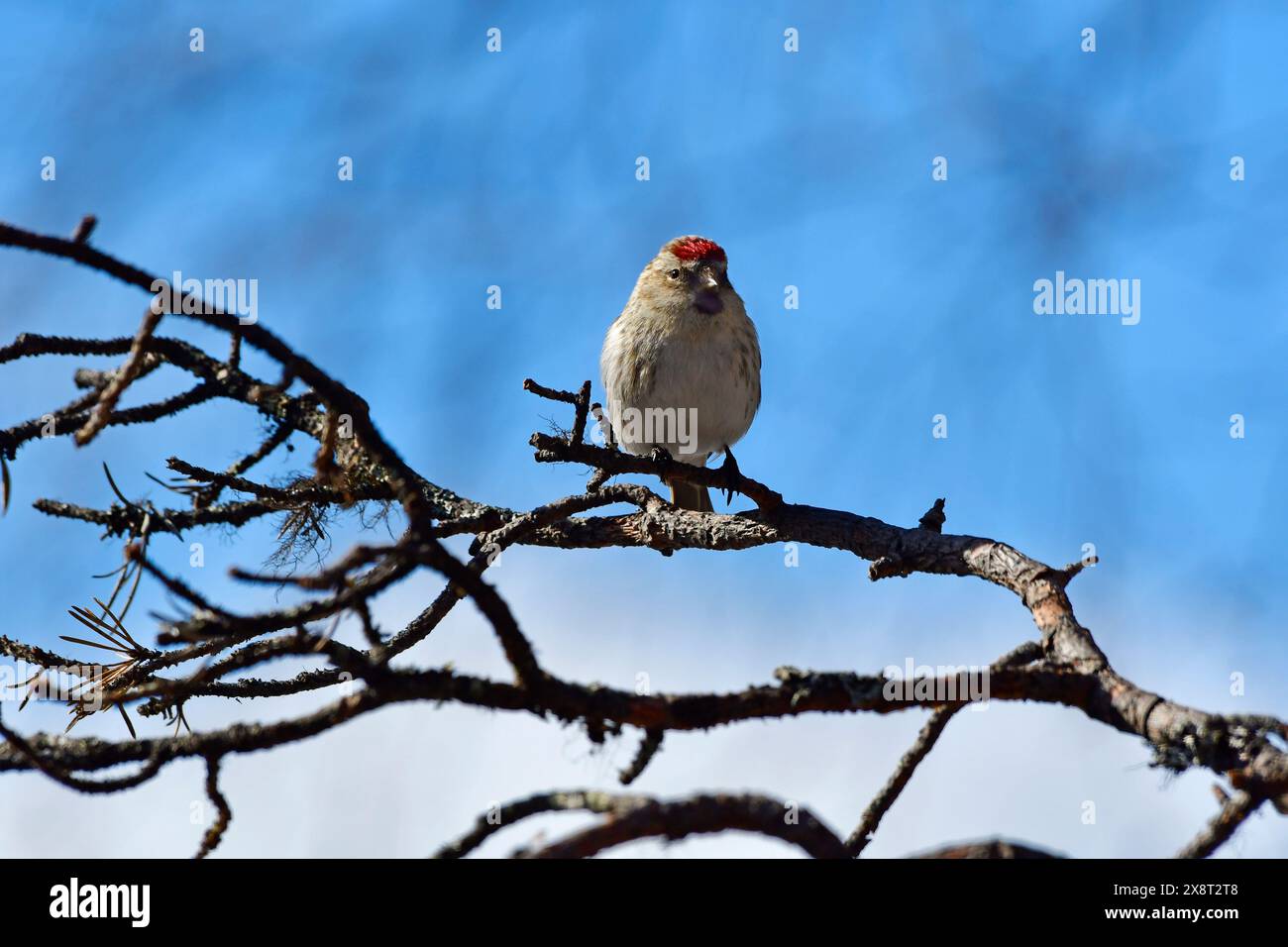 Finlandia, Kaamanen, Carduelis hornemanni, Redpoll artico Foto Stock