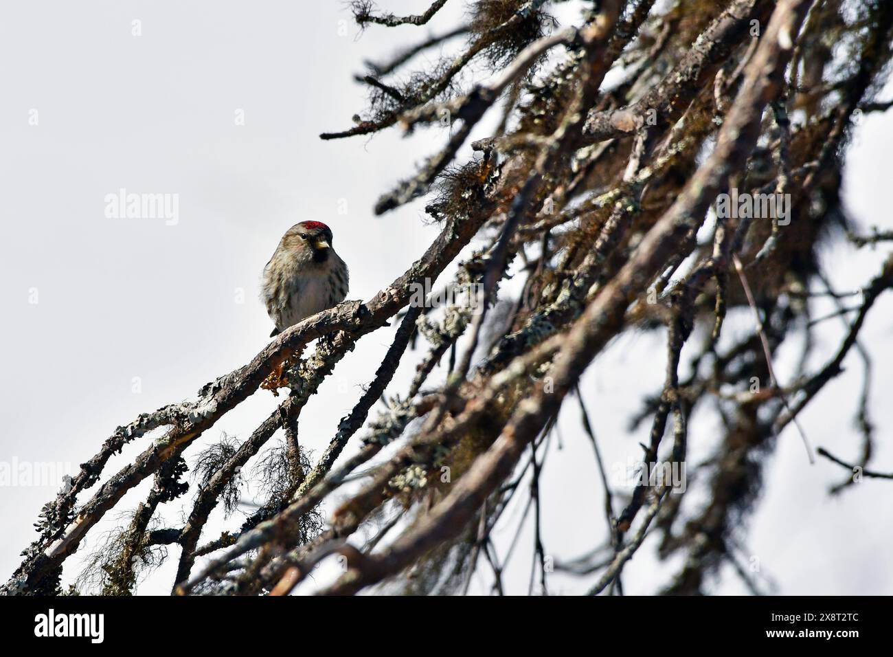 Finlandia, Kaamanen, Carduelis hornemanni, Redpoll artico Foto Stock