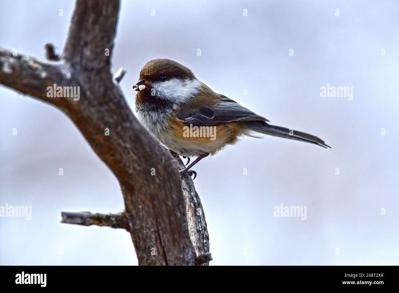 Finlandia, Kaamanen, Poecile cinctus, Chickadee dalla testa grigia Foto Stock