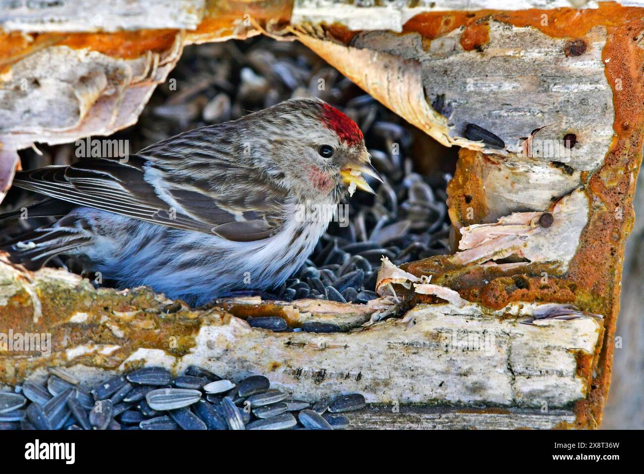 Finlandia, Kaamanen, Carduelis hornemanni, Redpoll artico Foto Stock