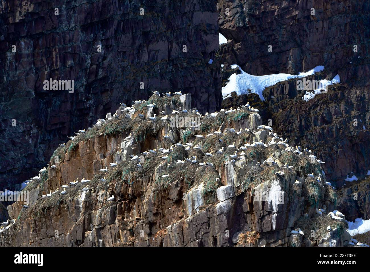 Norvegia, Varanger, riserva naturale di Makkaurhalvoya, Sula bassana, Gannets Foto Stock