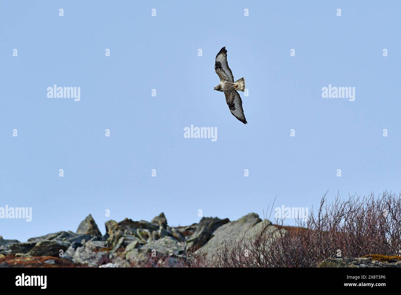 Norvegia, Varanger, Buteo lagopus, Falco a gambe rude Foto Stock