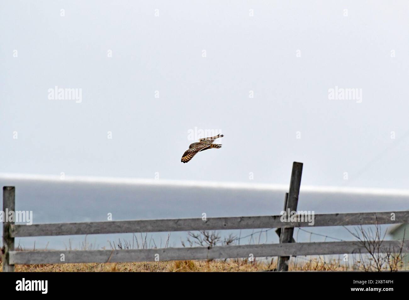 Norvegia, Varanger, Asio Flammeus, Gufo dalle orecchie corte Foto Stock