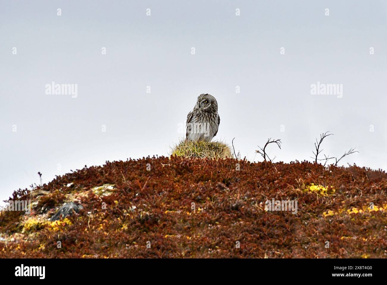 Norvegia, Varanger, Asio Flammeus, Gufo dalle orecchie corte Foto Stock