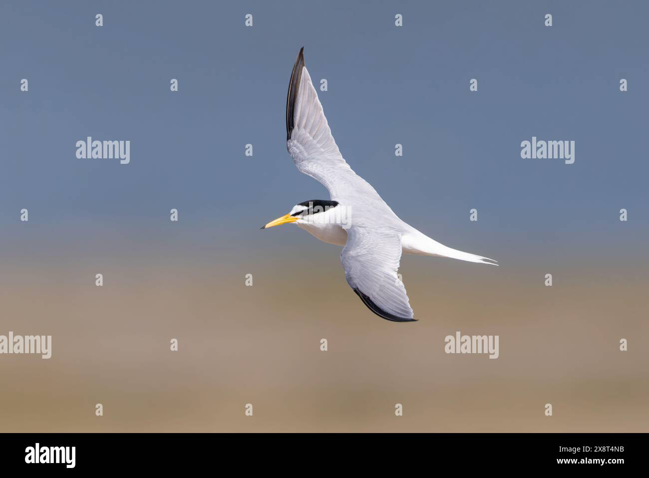 Little Tern in volo su una spiaggia sabbiosa Foto Stock