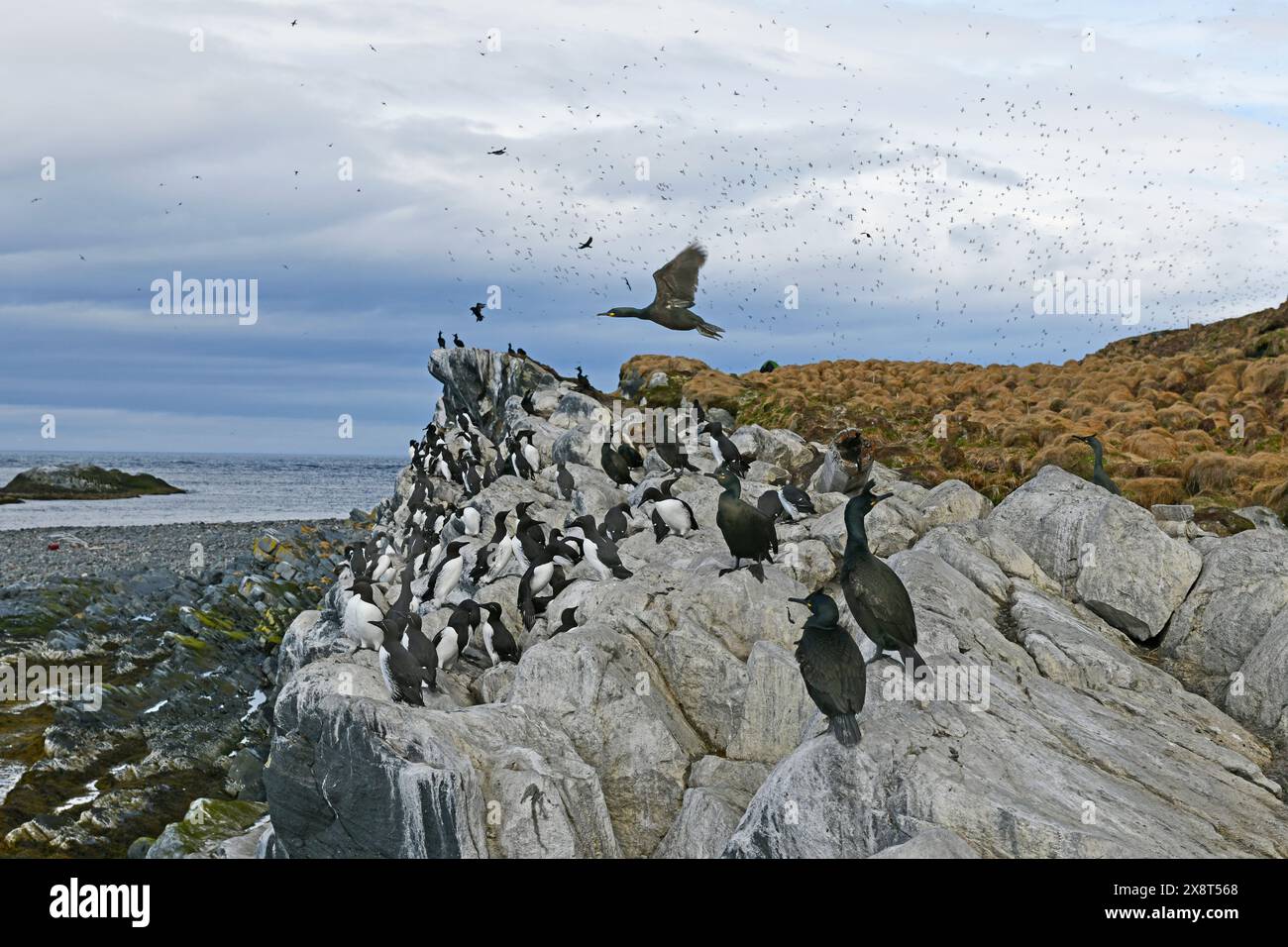 Norvegia, Hornoia, uccelli Foto Stock