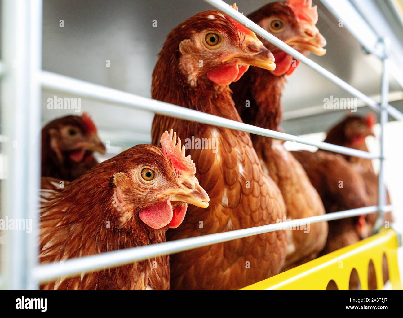 Foto di primo piano di alta qualità delle galline brune ISA in un allevamento avicolo. Allevamento di uova. Galline ovaiole. Foto Stock