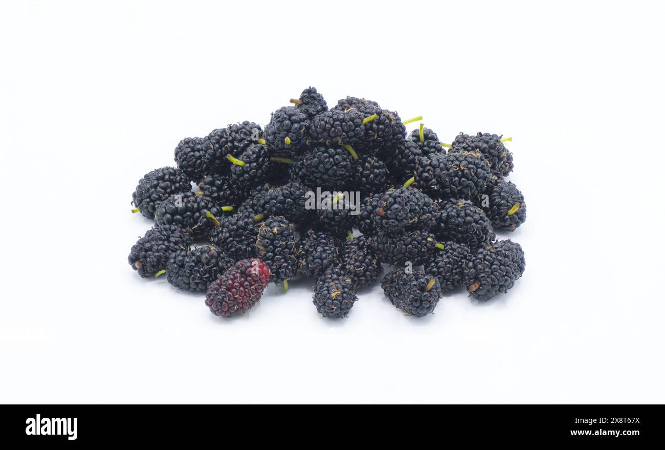 frutta fresca di gelso nero selvatica - morus nigra - direttamente dall'albero, non pulita non lavata, il frutto è un gruppo composto di diversi piccoli dr Foto Stock