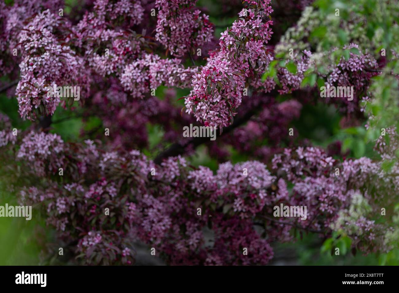 Sfondo in fiore viola. Un ramo fiorente di un Malus sargentii, il crabapple Sargent o la mela Sargent. Fioritura viola di mele paradisiache o cr Foto Stock