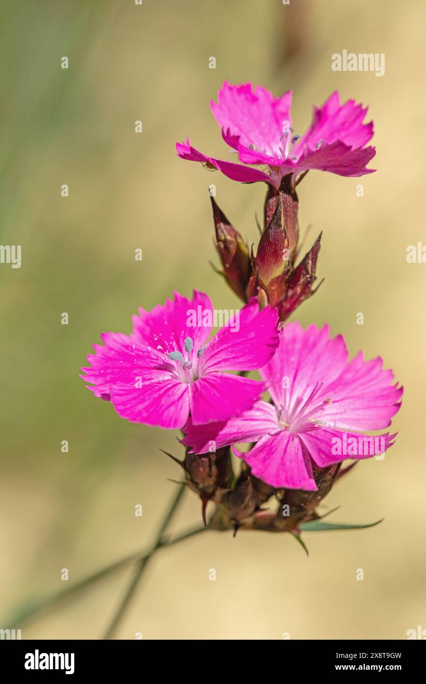 Rosa certosino (Dianthus carthusianorum). Una specie di garofano selvaggio. Foto Stock