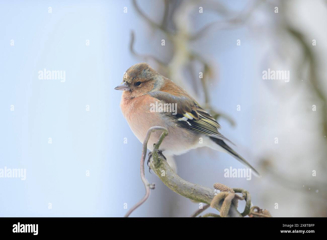 Chaffinch comune (Fringilla coelebs) in inverno, Baviera, Germania Foto Stock