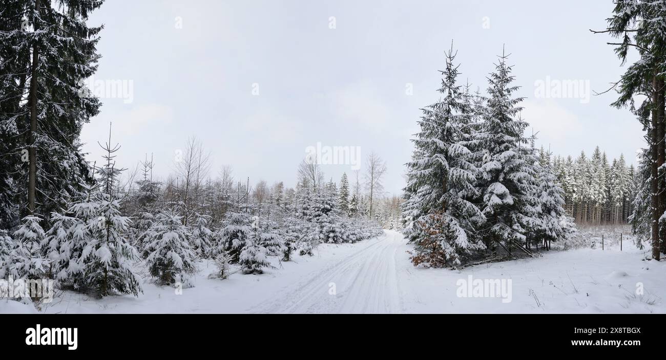 Panorama di un abete rosso norvegese (Picea abies) pieno di neve in inverno, Baviera, Germania Foto Stock