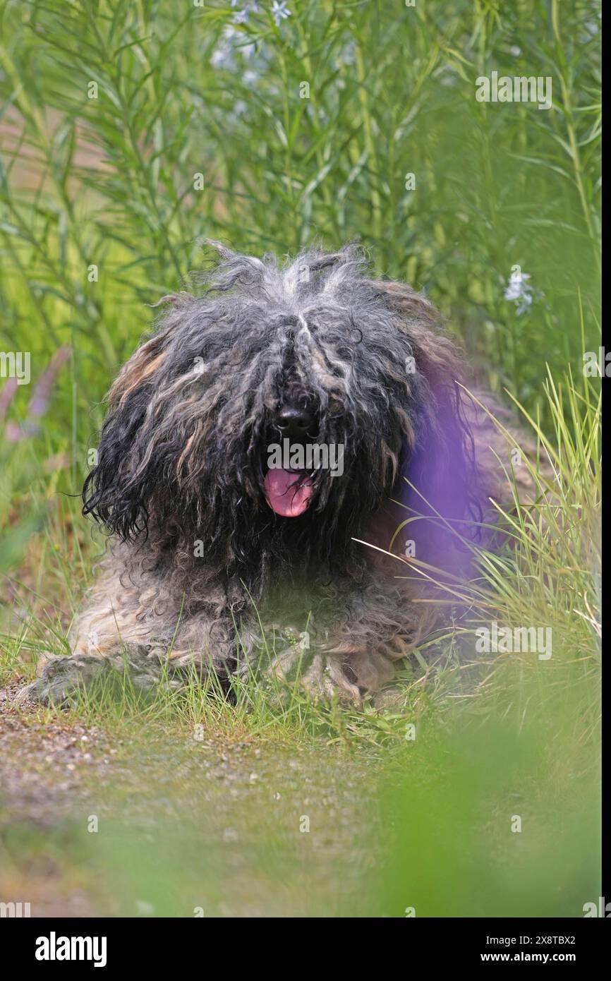 Puli, razza rara Foto Stock