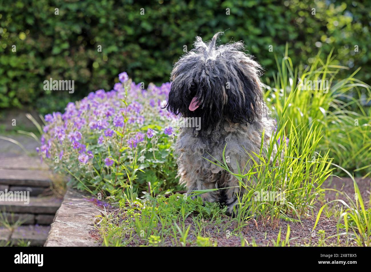 Puli, razza rara Foto Stock