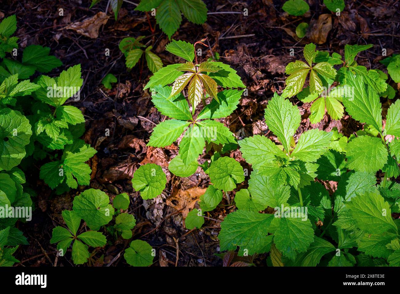 Parthenocissus inserta (Parthenocissus vitacea) o Five-Leaved Wild Vine on Old foliage, Kempten, Allgaeu, Baviera, Germania Foto Stock