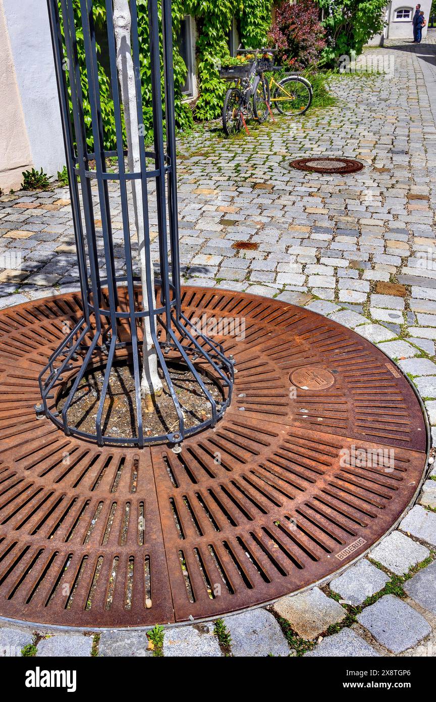 Grande protezione in ferro intorno a un piccolo albero su un marciapiede di ciottoli, Kempten, Allgaeu, Baviera, Germania Foto Stock