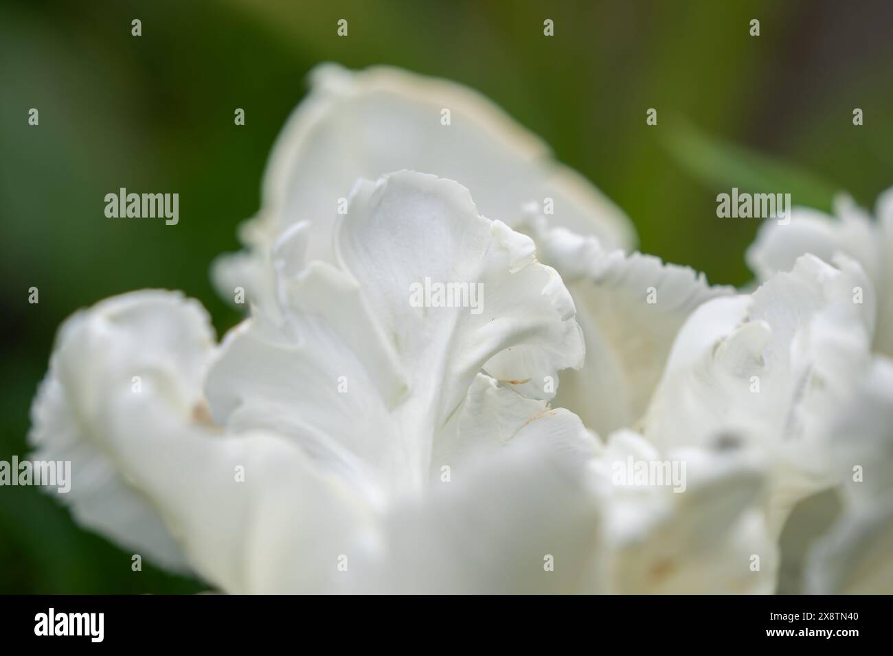 Fiore di tulipani di pappagallo bianco - Tulipa Super Parrot. Sfondo bianco di pappagallo tulipe. Primo piano sui tulipani di pappagallo bianco su sfondo verde. Foto Stock