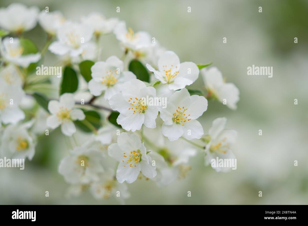 Fiori bianchi in primavera per lo sfondo o lo spazio di copia per il testo. Sfondo Sakura bianco in fiore di ciliegio. Teneri ciliegi in fiore su bianco nebbioso. Foto Stock