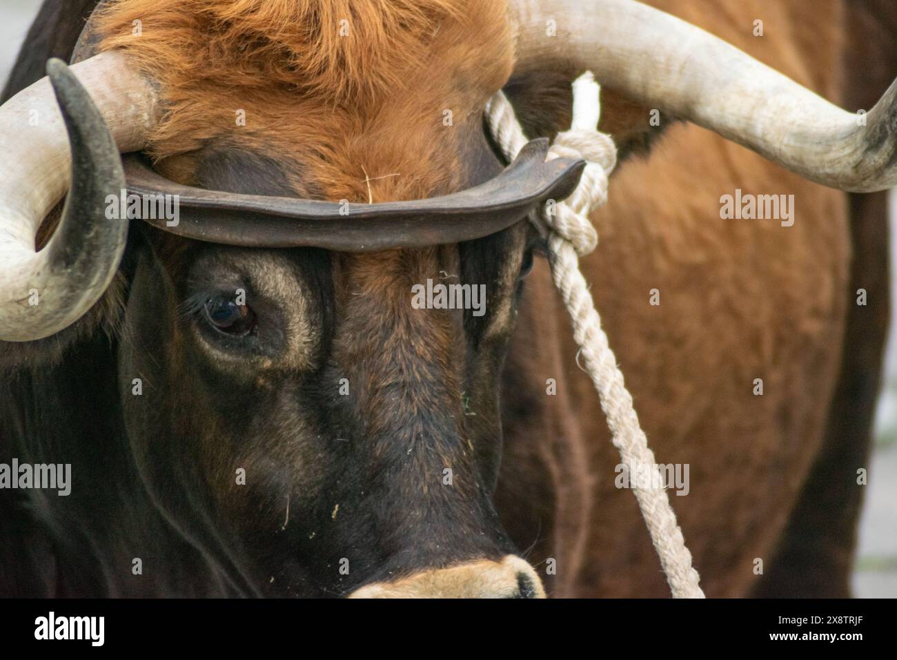Ritratto di un bue nella tradizionale festa di Allariz. Festa do Boi. Galizia, Spagna. Foto Stock
