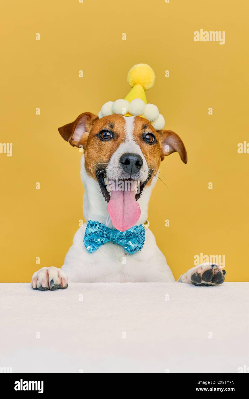 Divertente cane ridendo Jack Russel terrier che indossa un cappello da festa e una cravatta per festeggiare una festa di compleanno, in attesa di una sorpresa, sfondo giallo Foto Stock