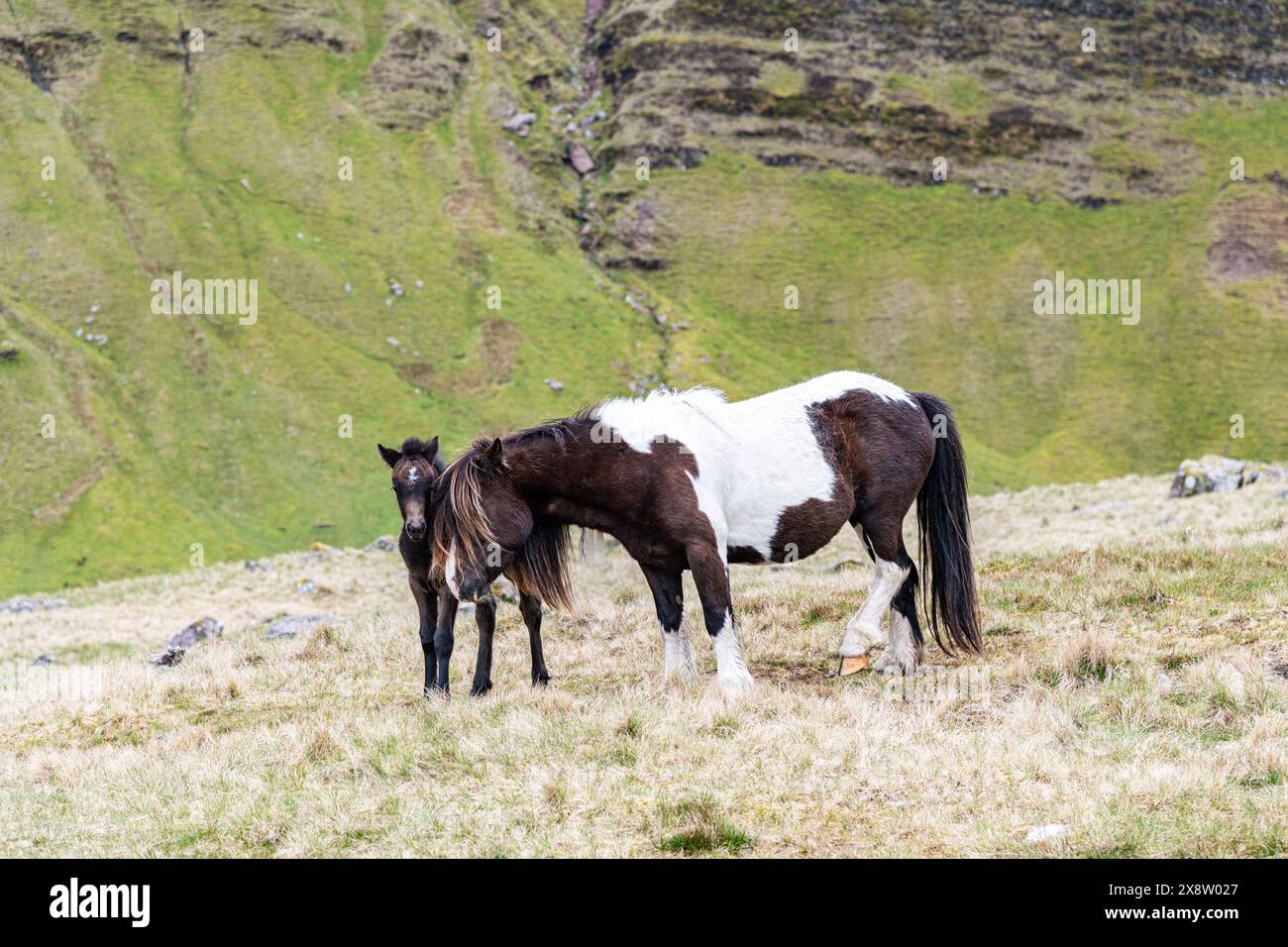 Cavalli selvatici / pony a Picws Du nel Brecon Beacons in Galles, Regno Unito Foto Stock