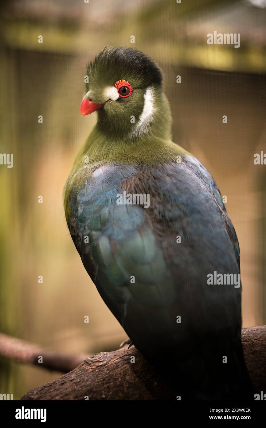 Un prigioniero Turaco dalle guance bianche a Leeds. REGNO UNITO. Foto Stock