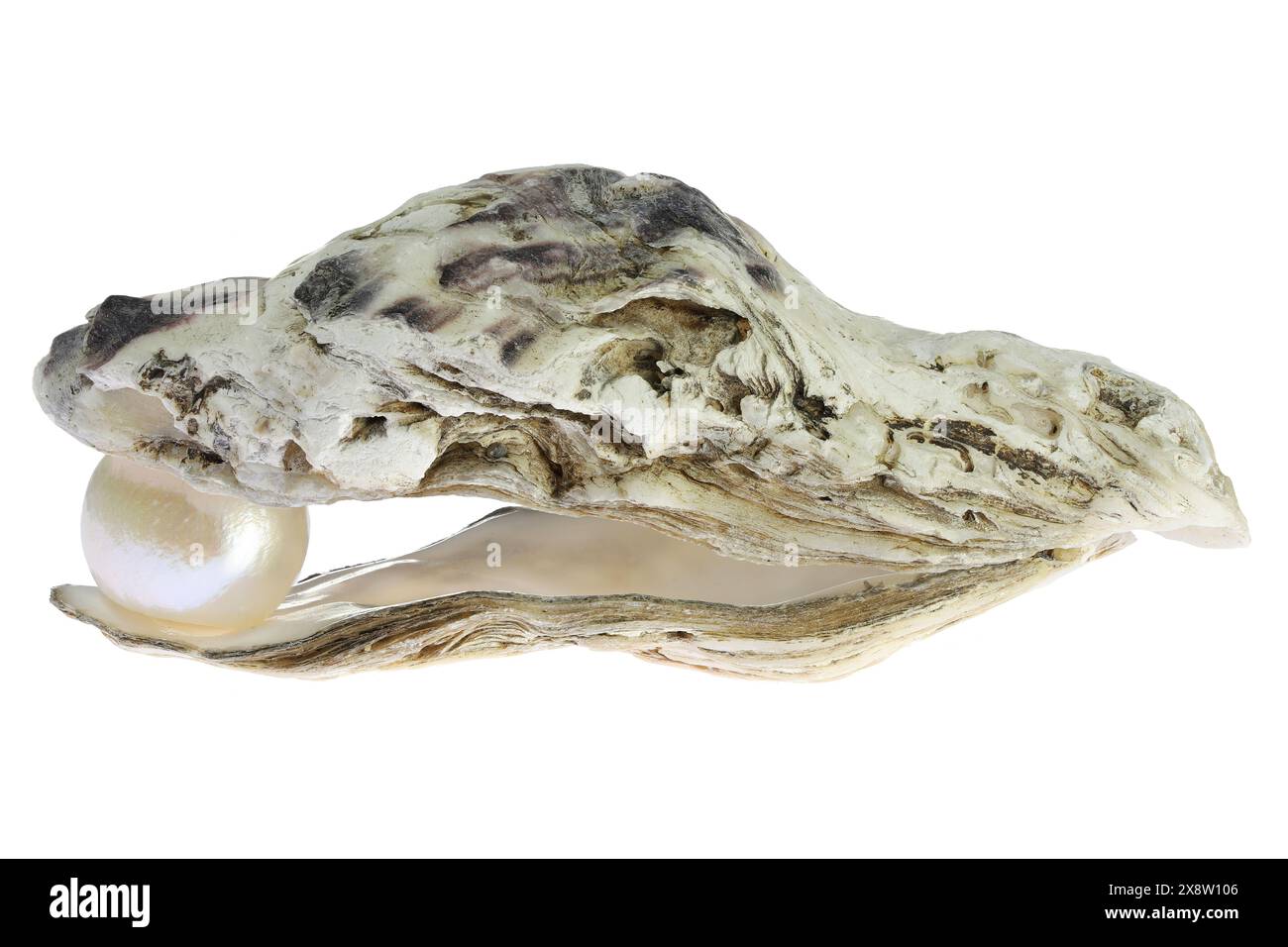 ostriche con perla isolata su sfondo bianco Foto Stock