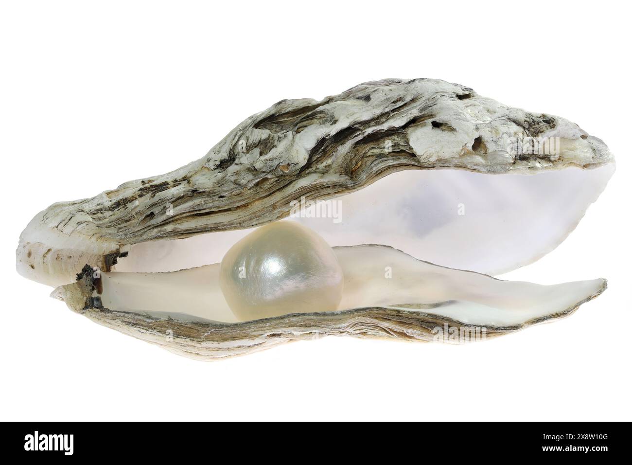 ostriche con perla isolata su sfondo bianco Foto Stock