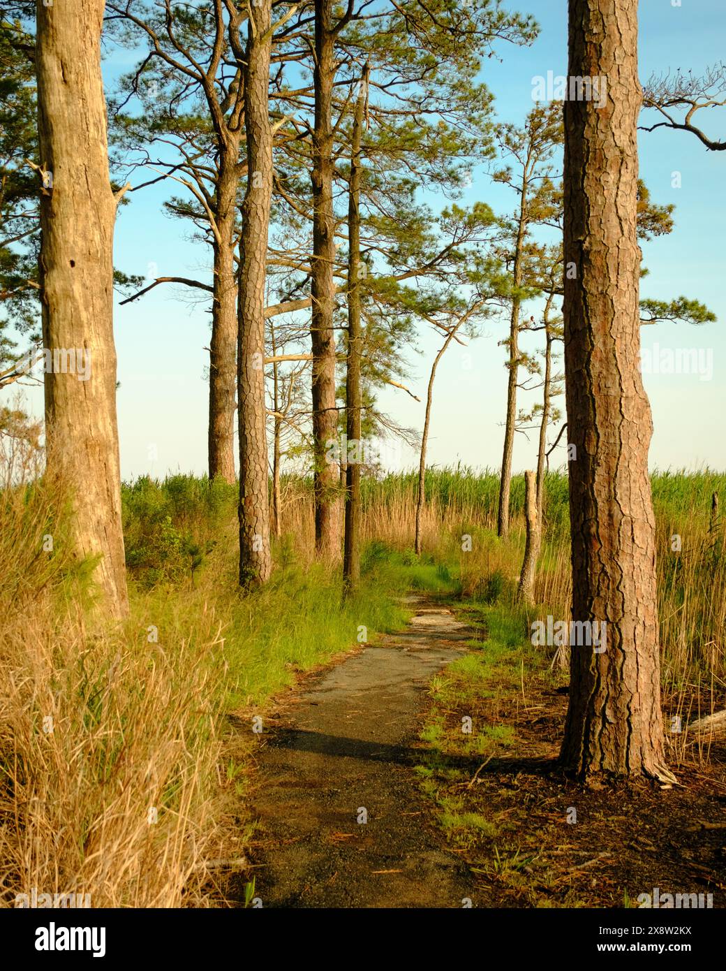 Scenario boschivo sul Marsh Edge Trail al Blackwater National Wildlife Refuge, Maryland Foto Stock