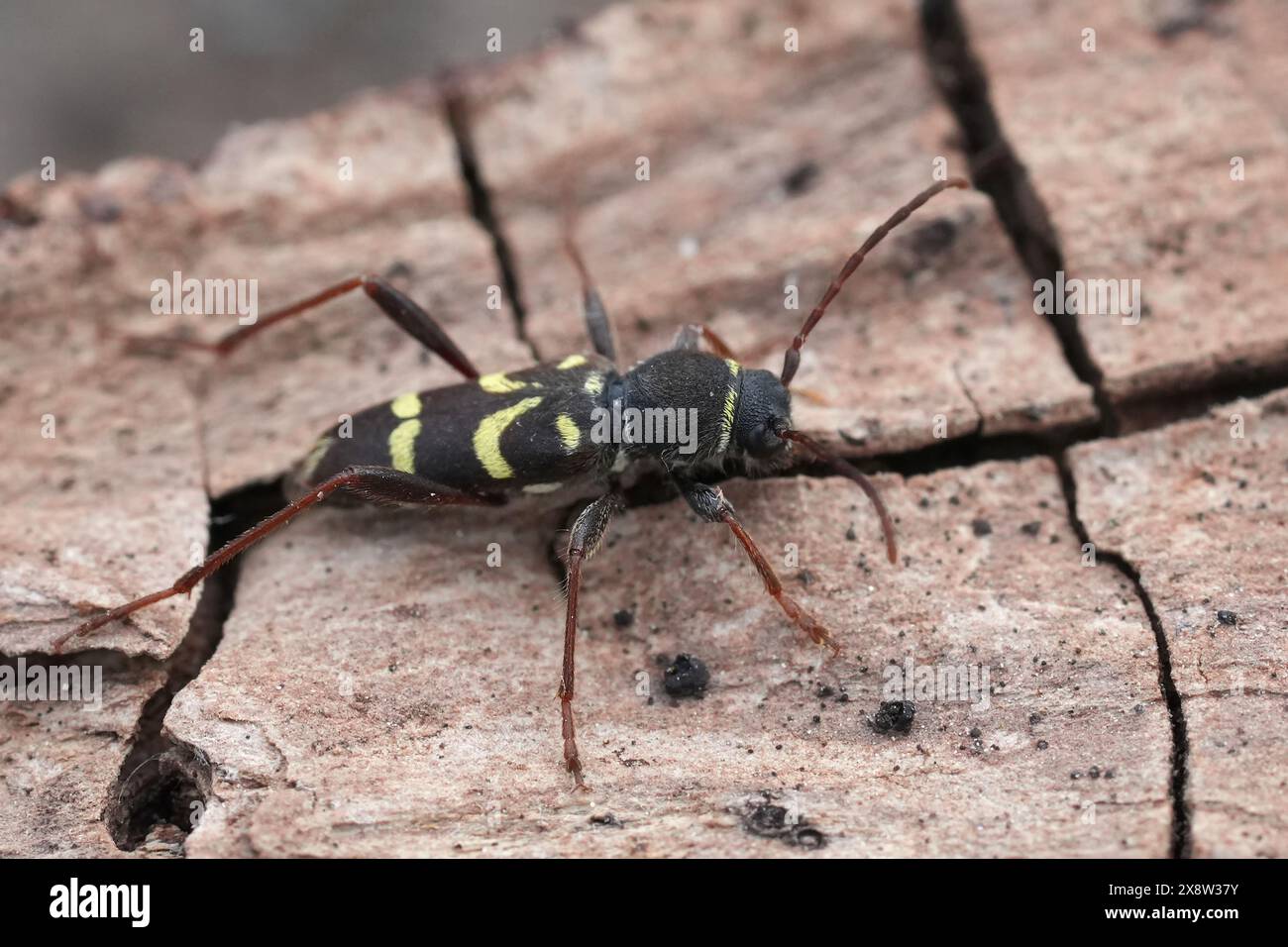 Primo piano dettagliato sulla vespa nordamericana che imita lo scarabeo longhorn, Clytus pacificus, Crescent City, California Foto Stock