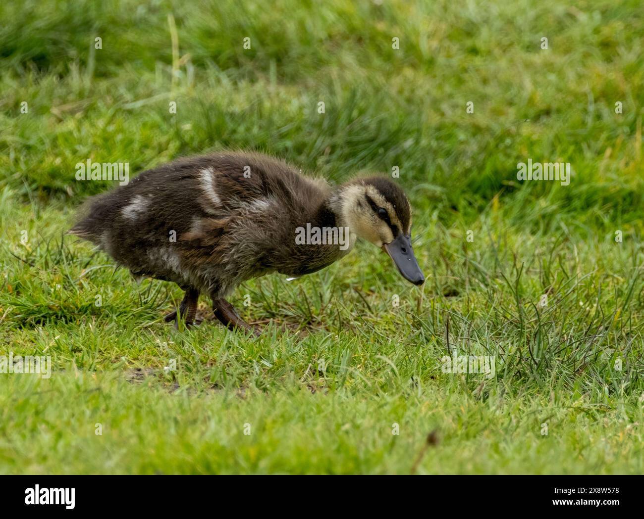 Un po' di anatra che picchia l'erba Foto Stock