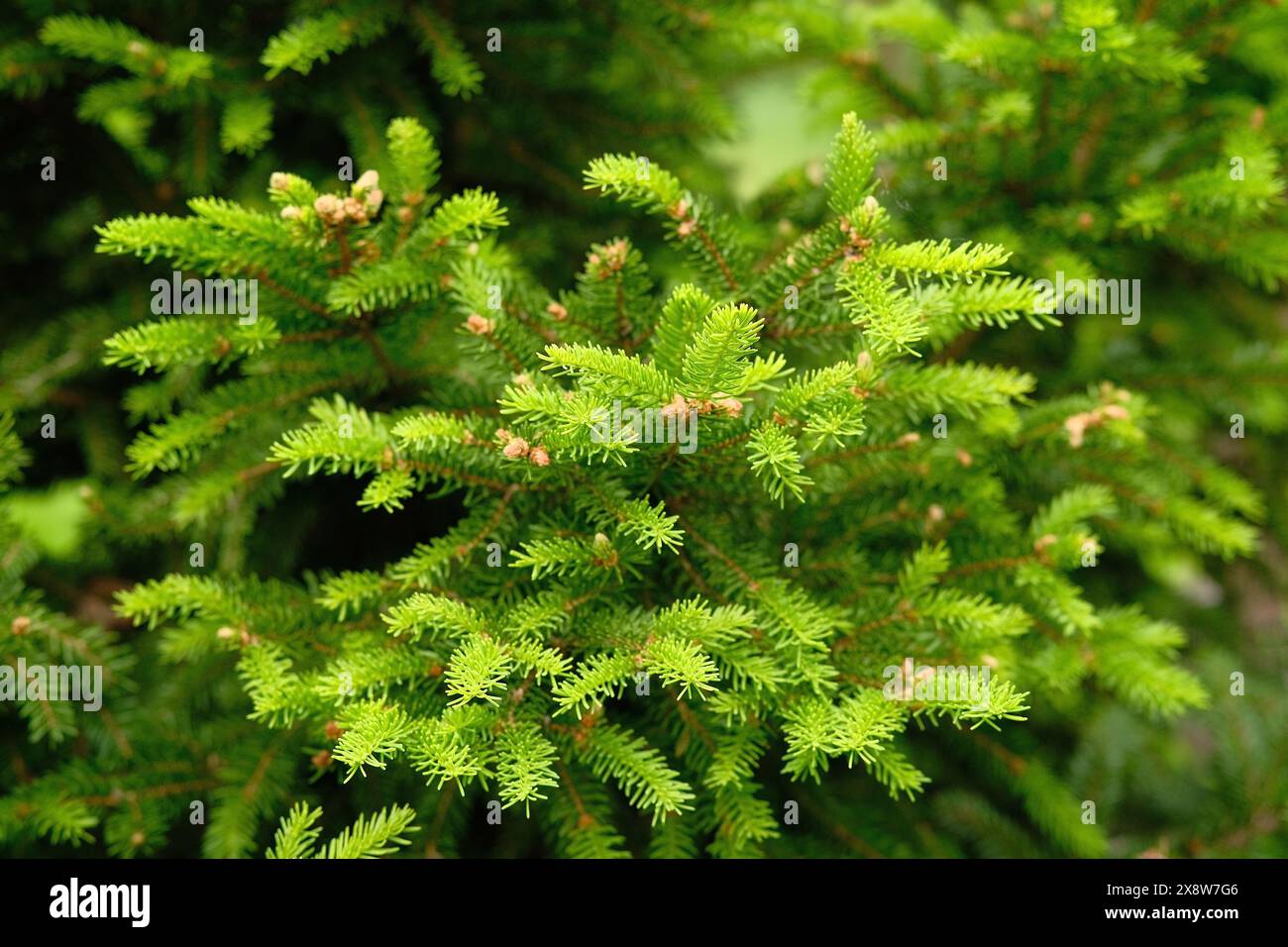 Primo piano della composizione di rami di abete-ago come una texture di fondo. Sfondo di piante naturali. Foto Stock