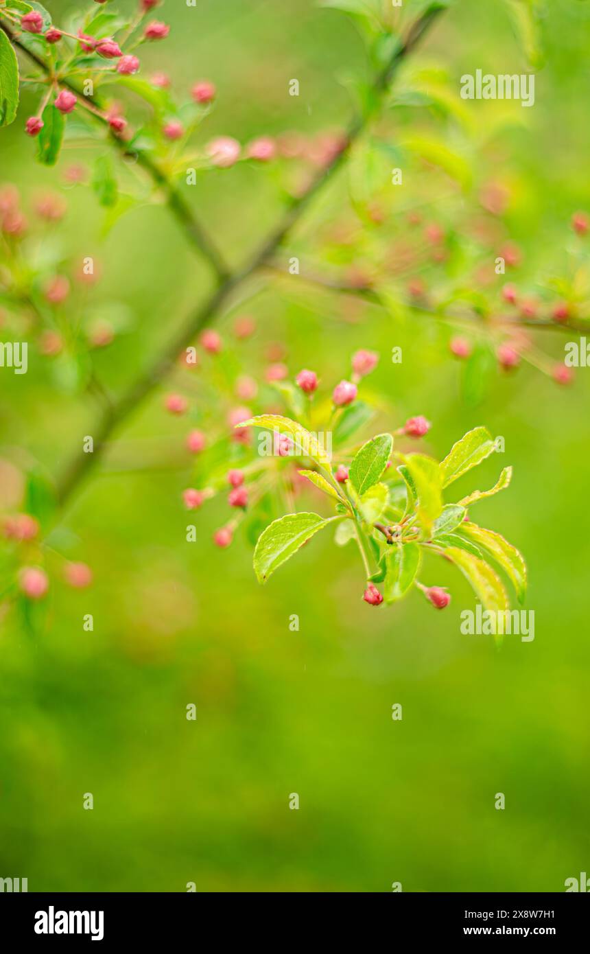 I fiori di mele appaiono in primavera, i fiori di mele, i meli in fiore. Foto di alta qualità Foto Stock