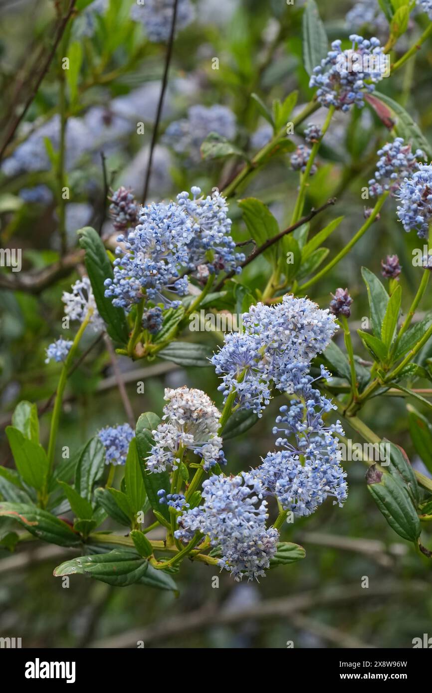 Primo piano naturale sull'arbusto blueblossom o Ceanothus thyrsiflorus sempreverde in Oregon, Stati Uniti Foto Stock