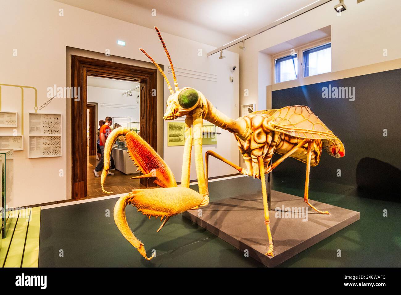 Graz: Museo di storia naturale, modell di un insetto a rete nella regione Graz, Steiermark, Stiria, Austria Foto Stock
