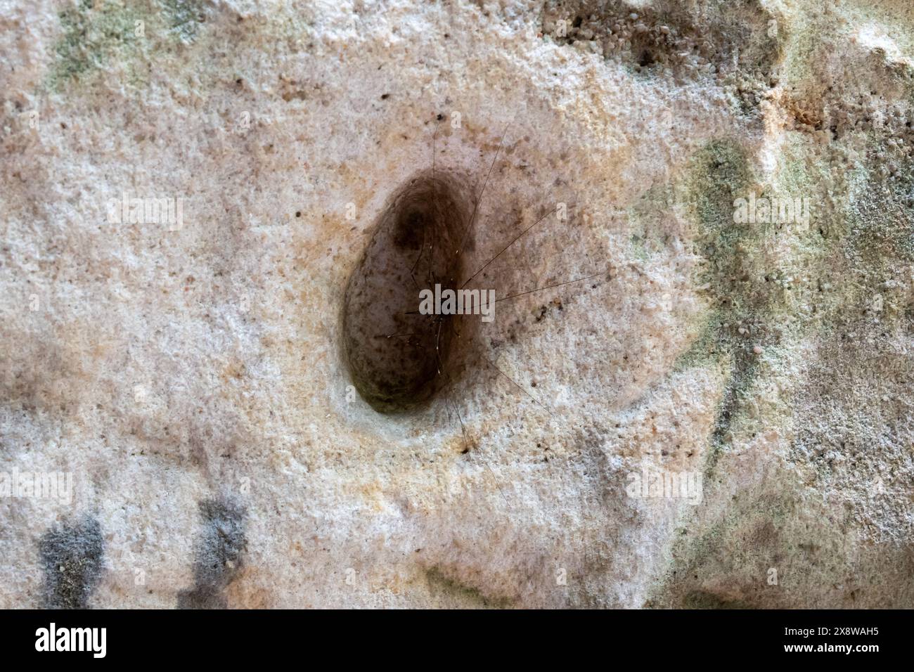 Un piccolo buco in una roccia con un ragno all'interno. Il ragno è nero e ha un corpo lungo Foto Stock