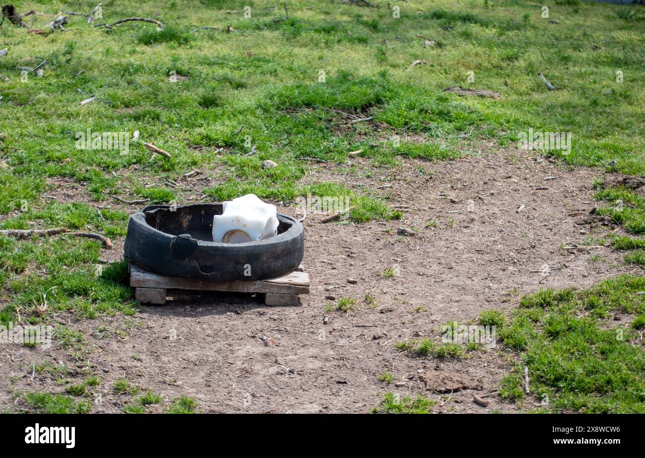 Un blocco di sale bianco si trova all'interno di un vecchio pneumatico in un pascolo in pendenza. Il nutriente è utile per la dieta del bestiame fornendo i minerali necessari per la carne bovina Foto Stock