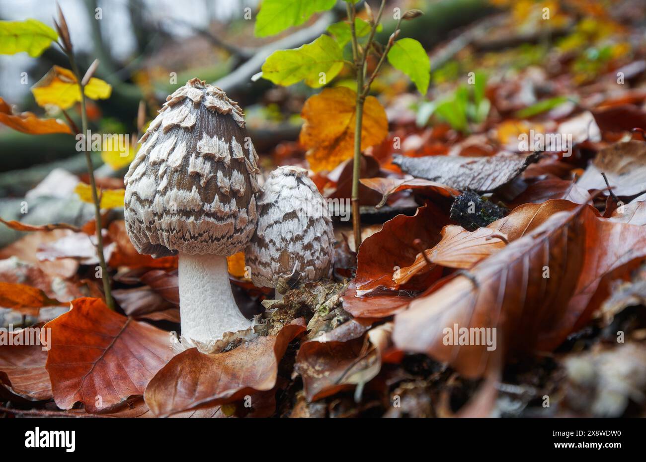 Immangiabile il fungo cresce in foreste, Europa Centrale, Coprinopsis picacea Foto Stock