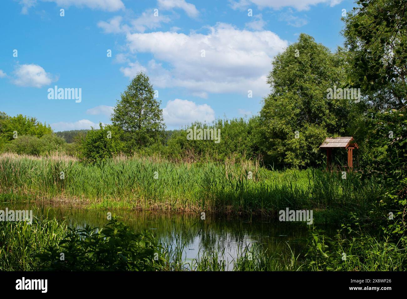 Un fiume tranquillo scorre lievemente tra alberi decidui, in una giornata di sole visibili e pittoresche canne sulla riva Foto Stock