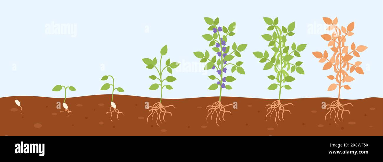 Pianta di soia da semi a cespuglio verde. Processo di crescita passo dopo passo. Fasi di crescita, hobby di giardinaggio e ingrediente grezzo, scena vettoriale decente Illustrazione Vettoriale