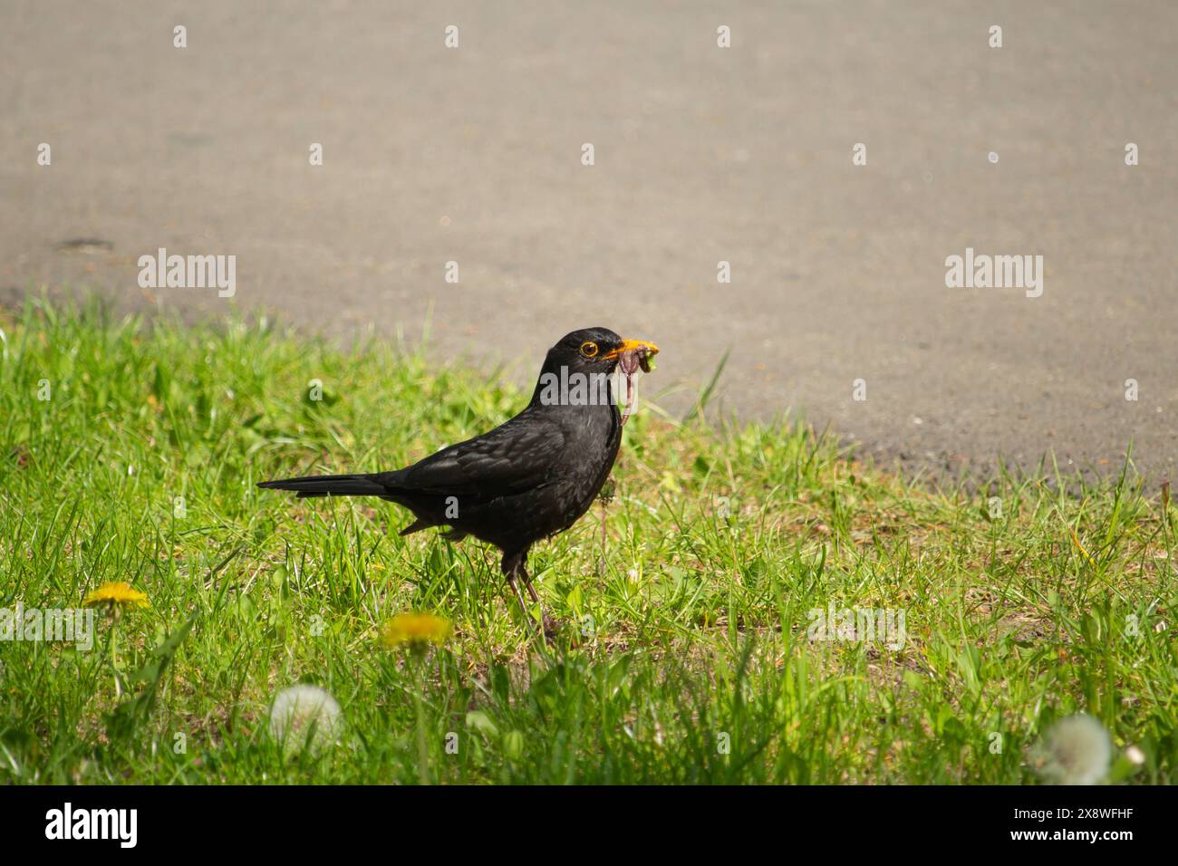 Uccello nero maschio (Turdus merula) con un becco pieno di larve e vermi. Cibo per uccelli da giardino come pasto per i giovani. Foto Stock