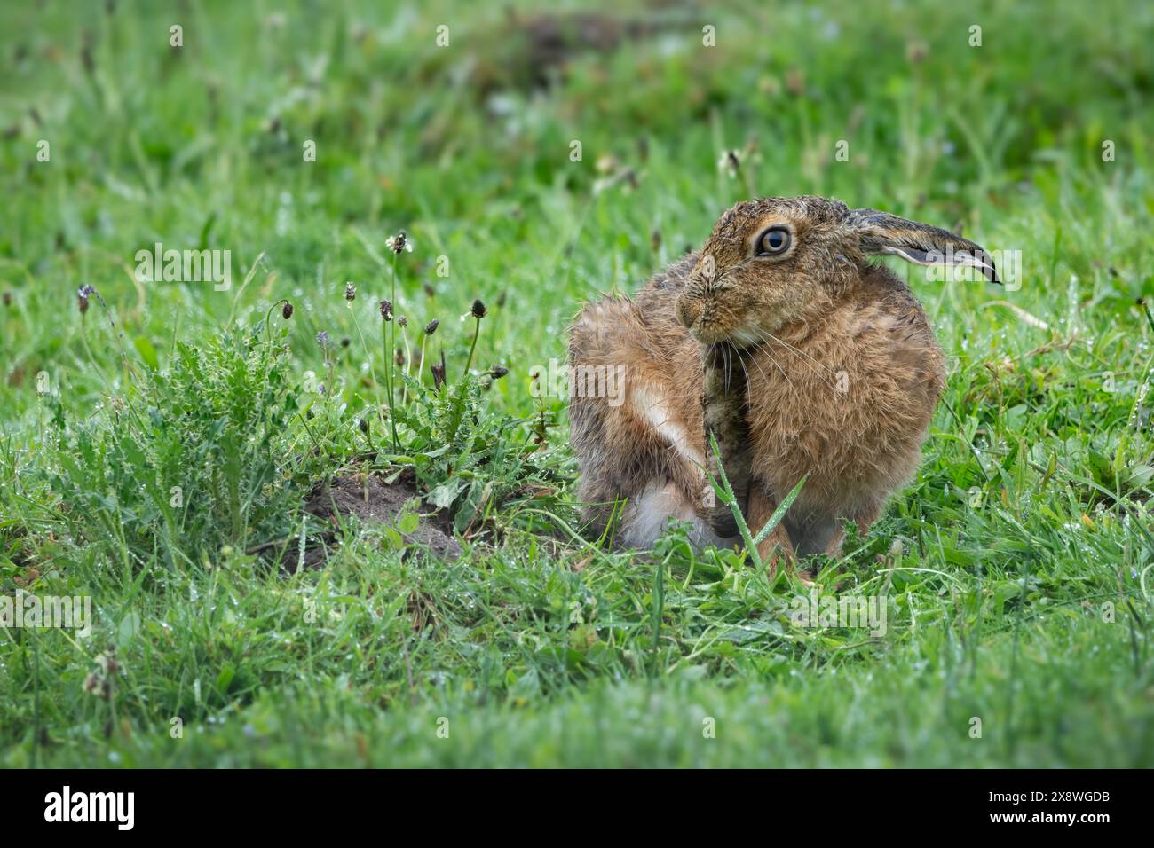 Brown Hare (Lepus europaeus) presso RSPB Loch Leven, Scozia, Regno Unito. Foto Stock