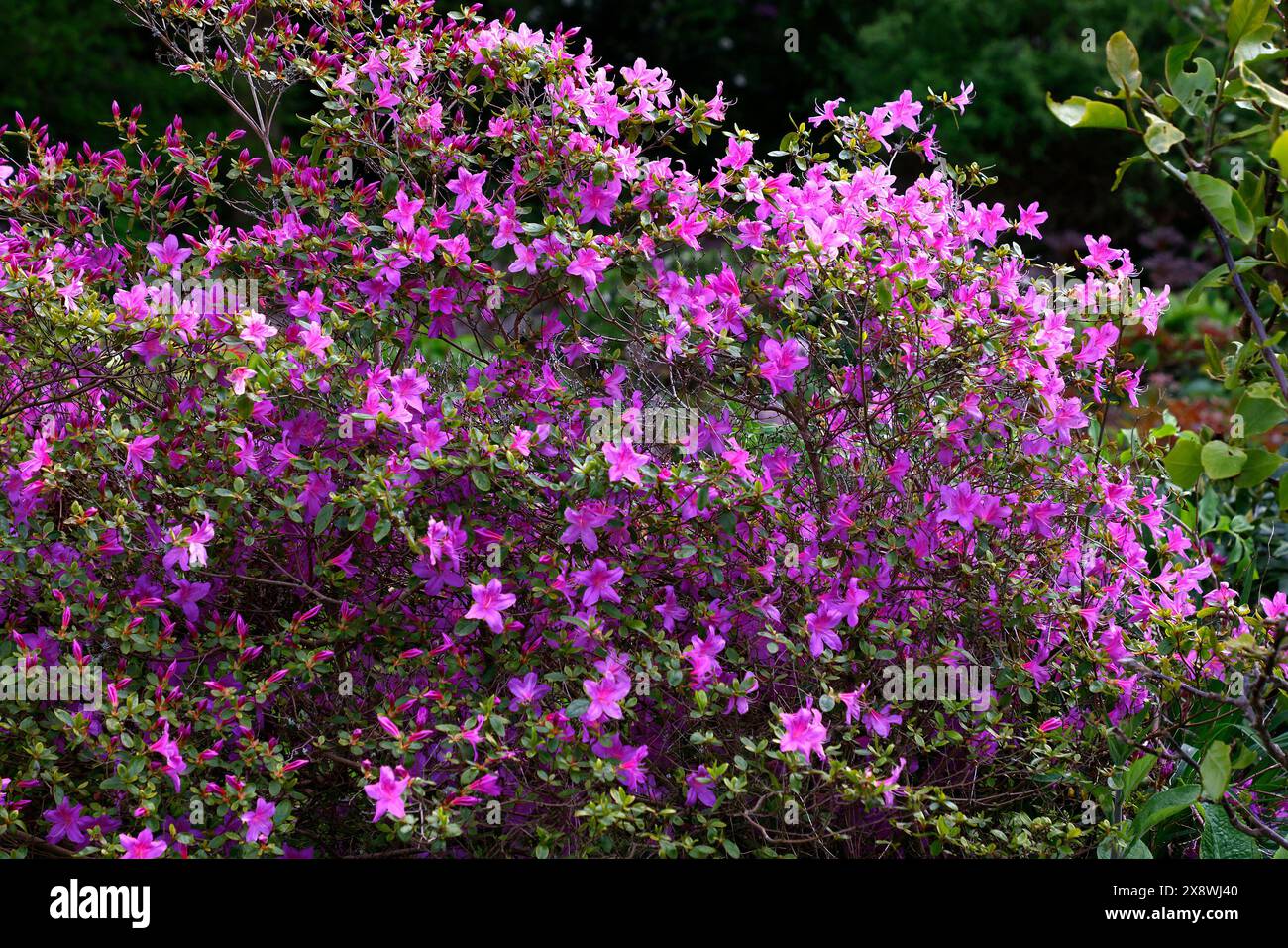 Primo piano dei fiori rosa della pianta sempreverde del giardino di azalea Rhododendron Gretchen. Foto Stock