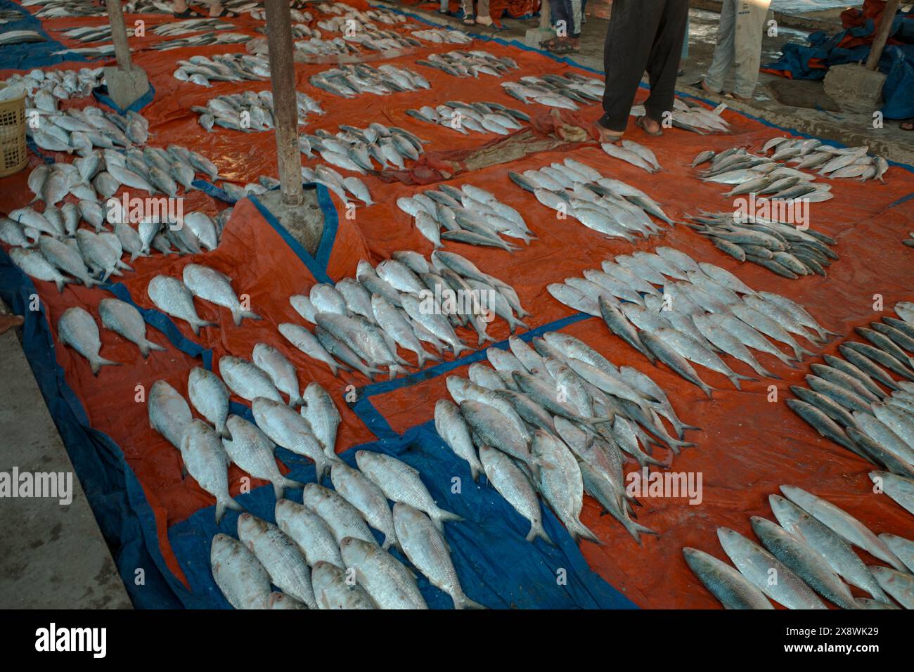 Mercato del pesce esposto per le aste a terra Foto Stock