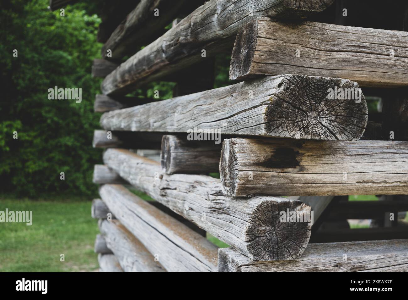 Tronchi intemprati impilati ordinatamente, formando le pareti rustiche di una capanna di tronchi, che si fondono perfettamente con il verde naturale circostante e evocano il semplice Foto Stock