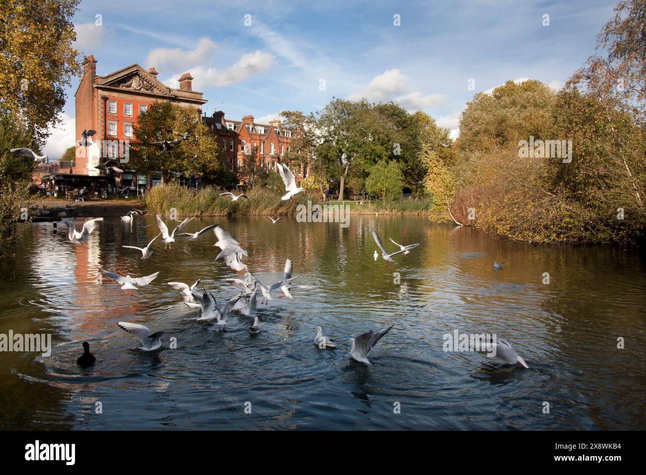 Lo stagno e comune a Barnes in autunno, Londra, Inghilterra Foto Stock